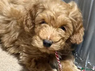Cockapoo dogs Toy Poodle x Cockapoo Puppies - Last Puppy - Advert 1