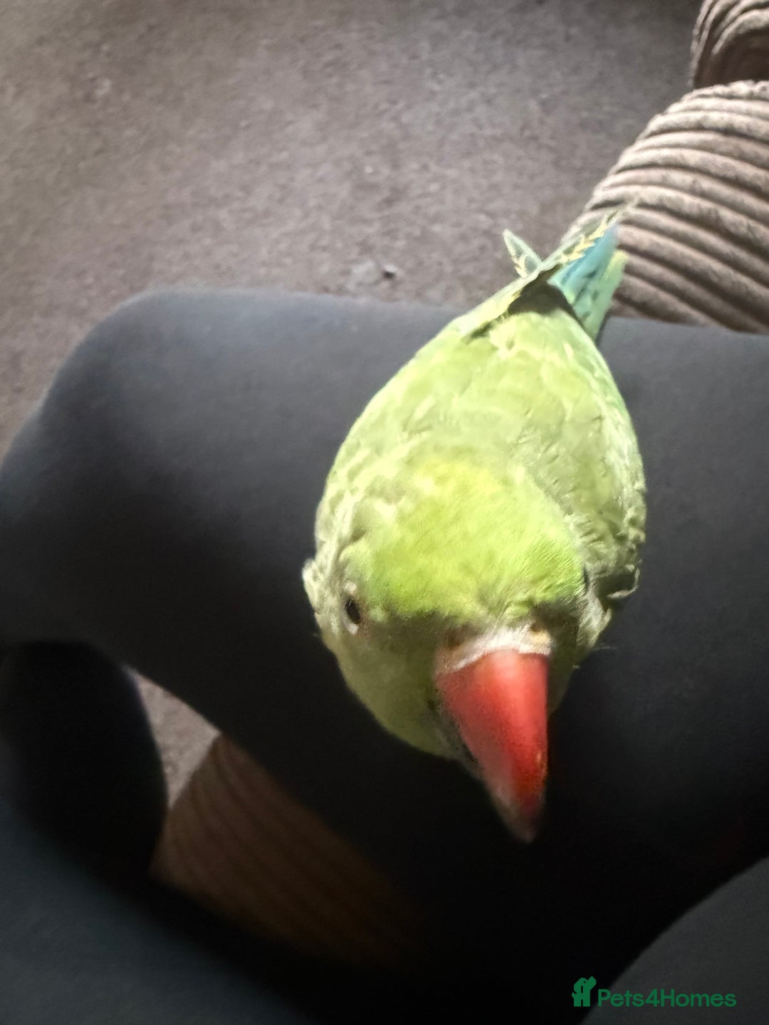 Ringnecks birds for sale: Handreared and Tame baby Indian ringneck - Image 3