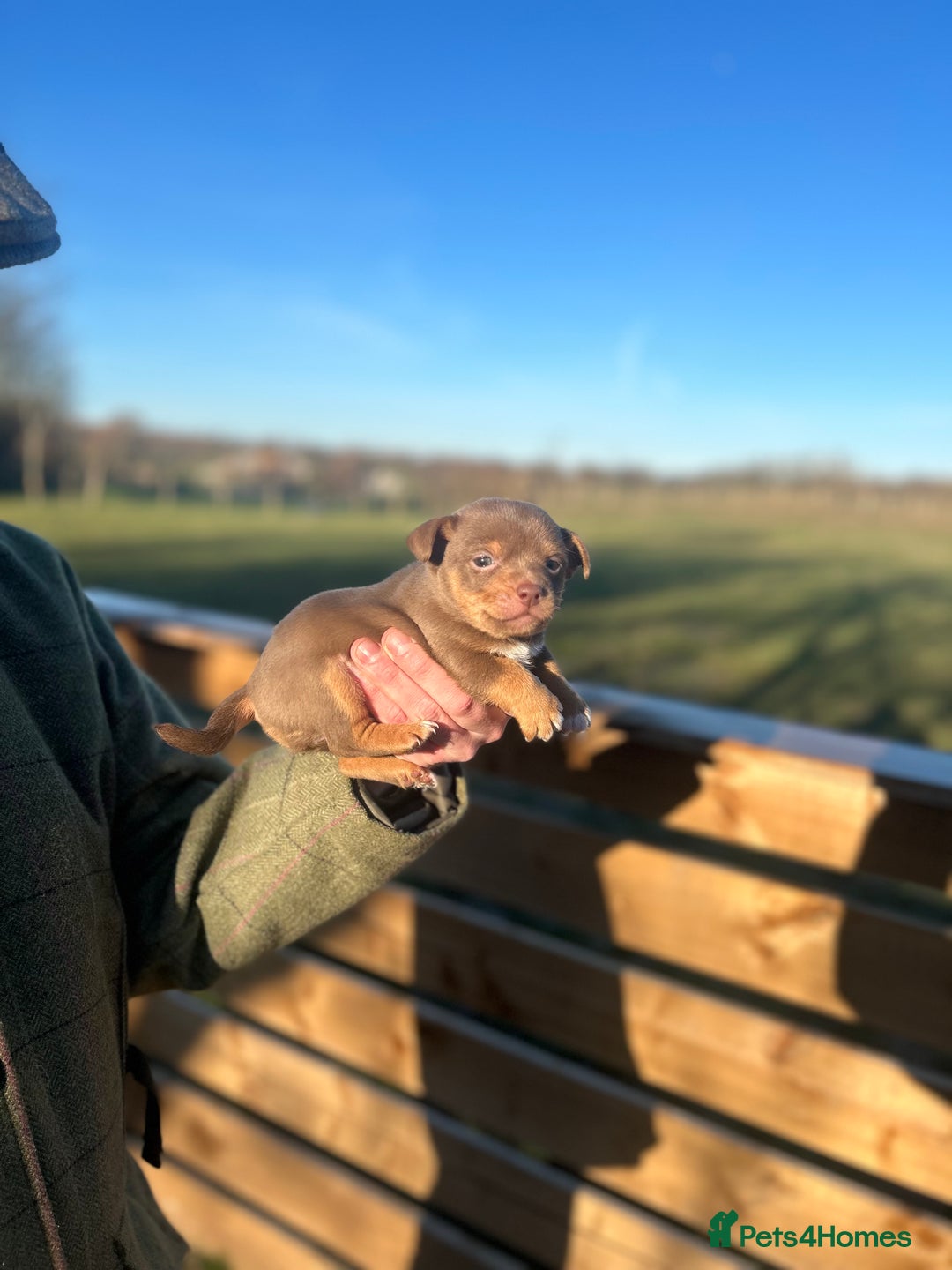 Jack Russell dogs for sale: Stunning Jack Russell puppies fr sale-all colours  - Advert 15