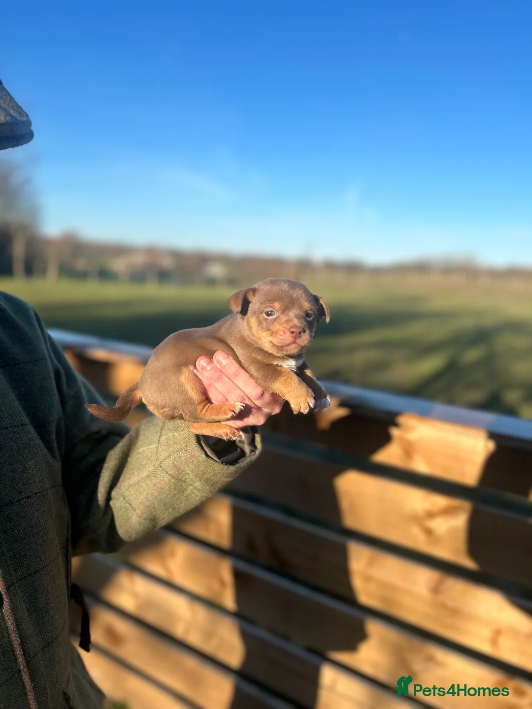 Jack Russell dogs for sale: Stunning Jack Russell puppies fr sale-all colours  - Advert 4