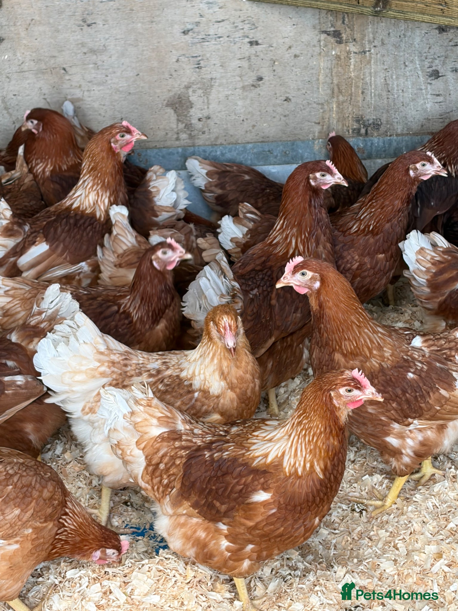 Chickens poultry Brown hybrid chickens  - Advert 15