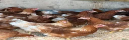 Chickens poultry for sale: Brown hybrid chickens  in Romford - Advert 3