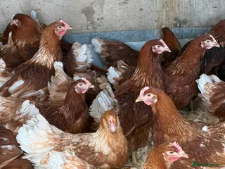 Chickens poultry Brown hybrid chickens - Advert 15
