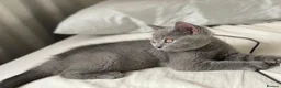 British Shorthair cats for sale: ✨British Shorthair Kittens Ready for Loving Home!✨ - Advert 17