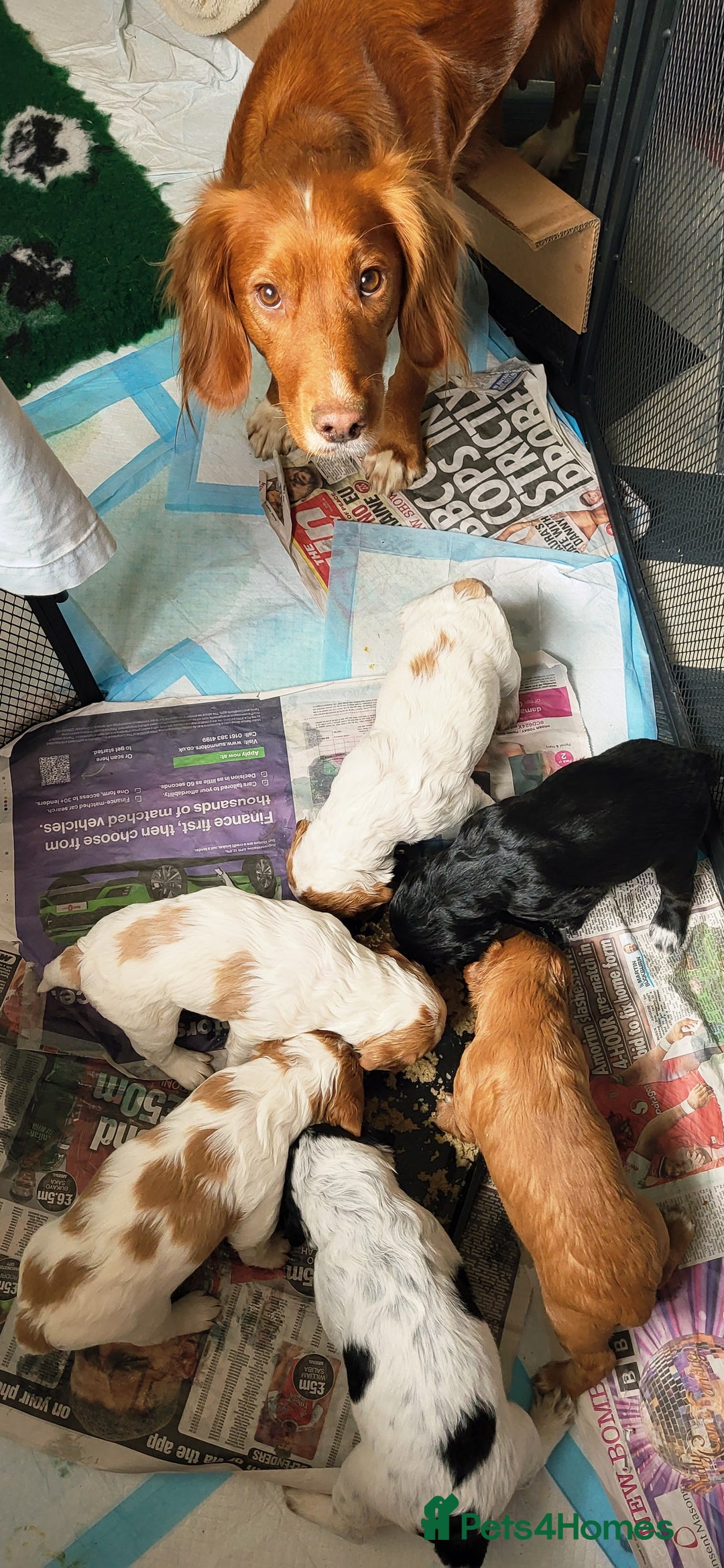 Mixed Breed dogs for sale: Stunning health tested sprollie x cocker  - Image 20