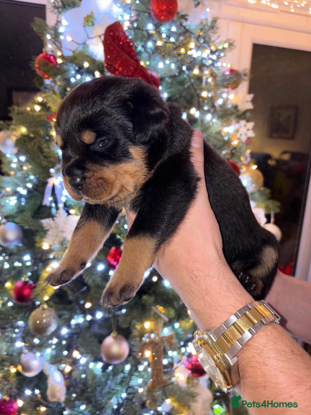 Rottweiler dogs for sale: KC Rottweiler puppies  - Advert 36