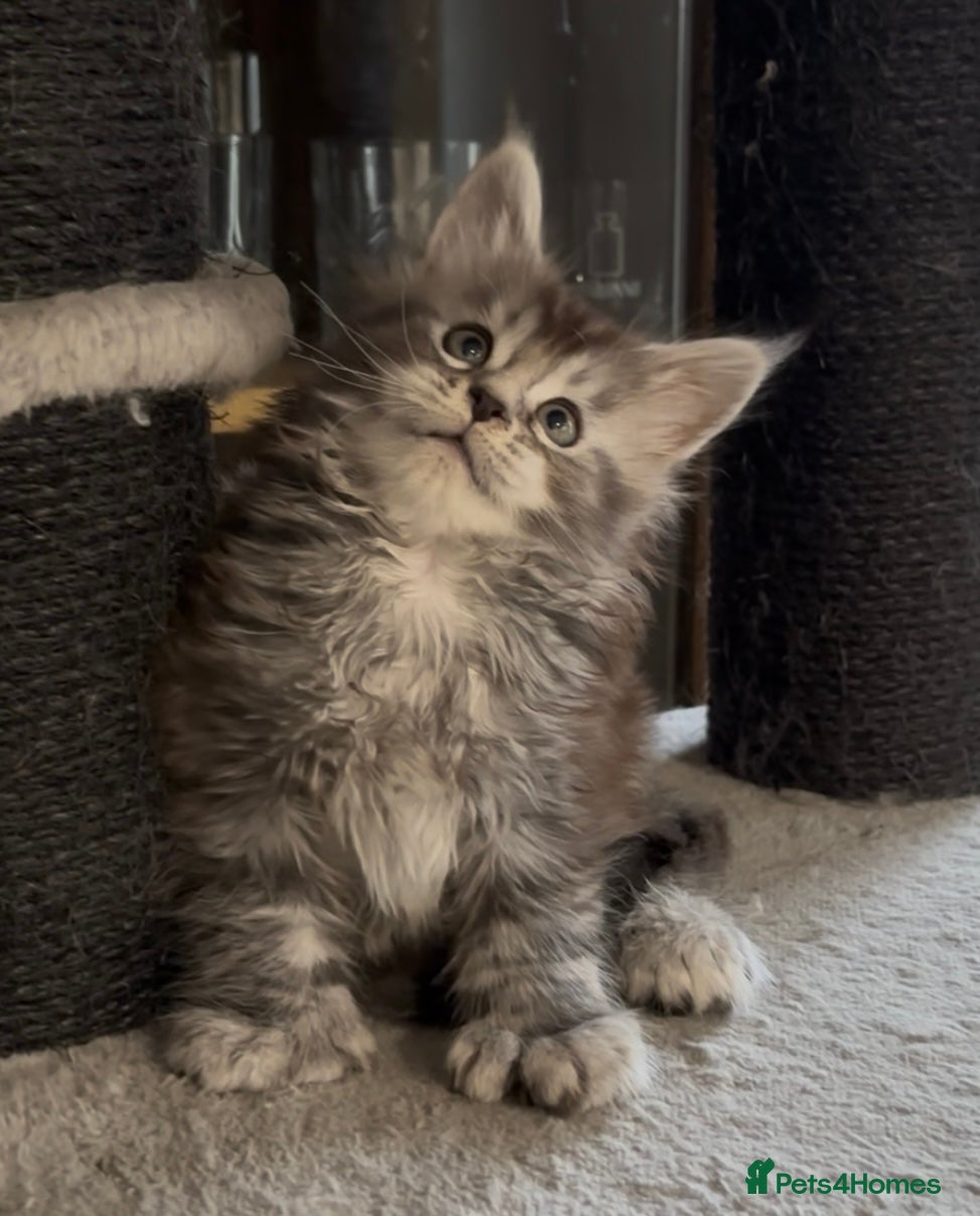 Maine Coon cats Maine Coon kittens polydactyl/non polydactyl  - Advert 5