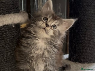 Maine Coon cats Maine Coon kittens polydactyl/non polydactyl - Advert 5