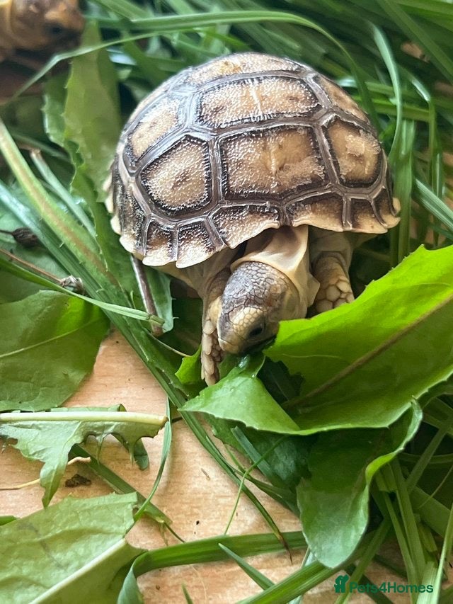 Tortoise reptiles Sulcata tortoise babies, last 8  - Advert 2