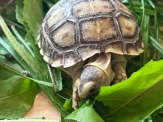 Tortoise reptiles Sulcata tortoise babies, last 8 - Advert 2