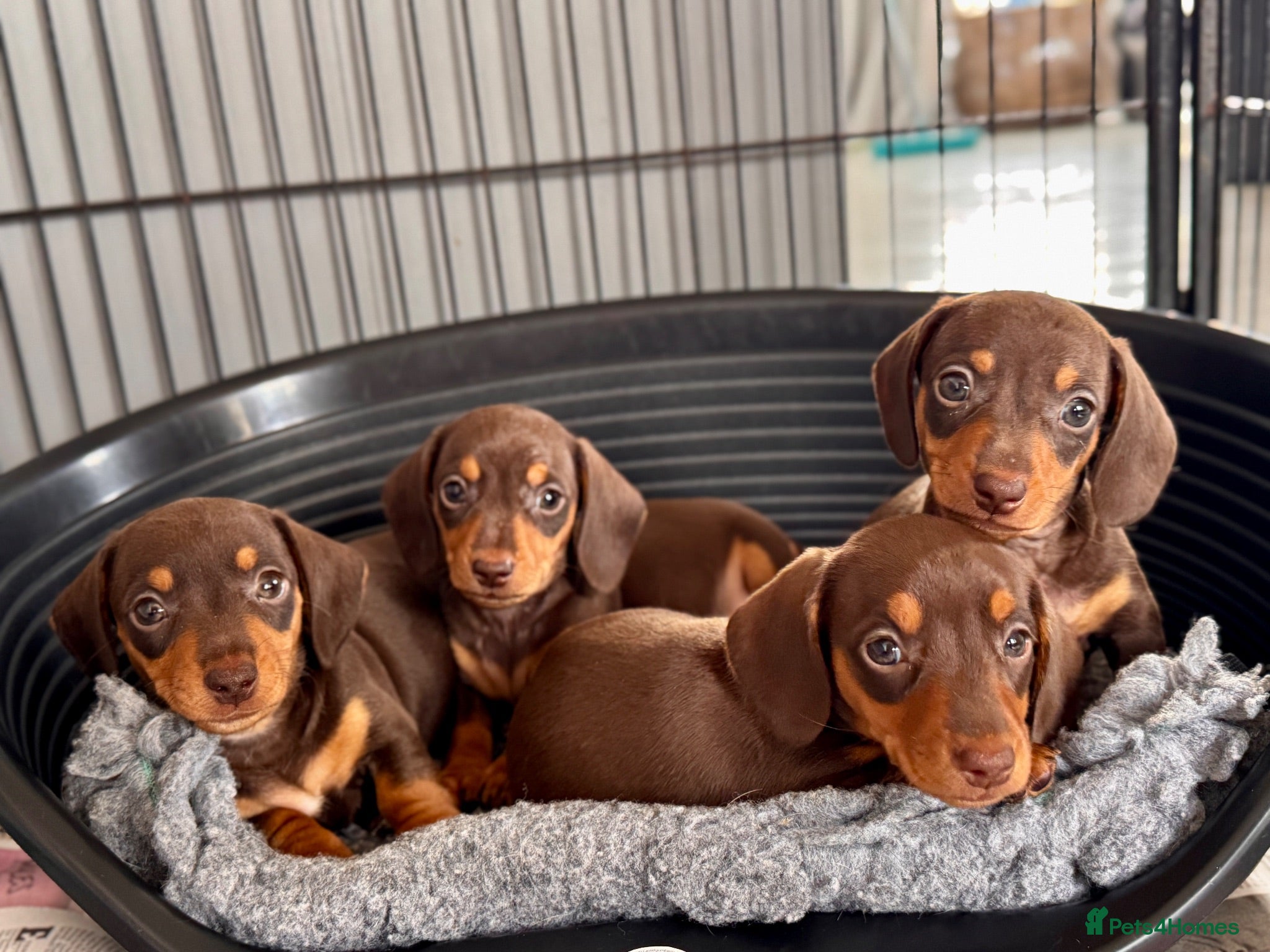 Miniature Dachshund dogs Kc registered miniature dachshund puppies  - Advert 1