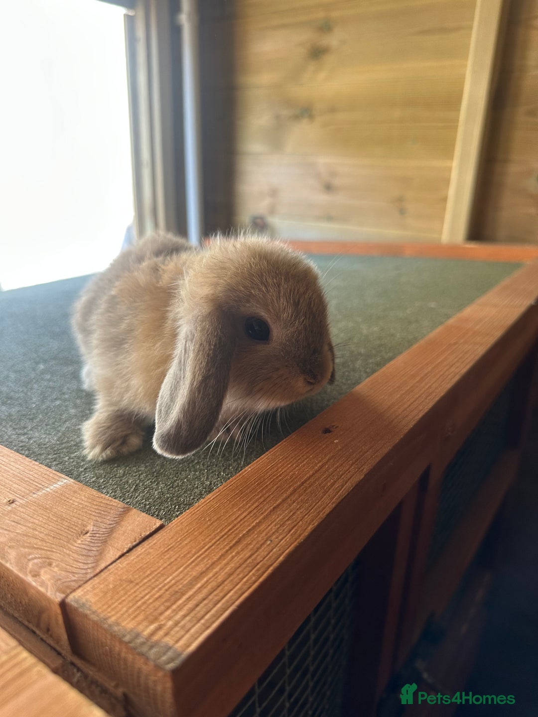 Mini Lop rabbits for sale: Sweet Baby Mini lops . - Image 12