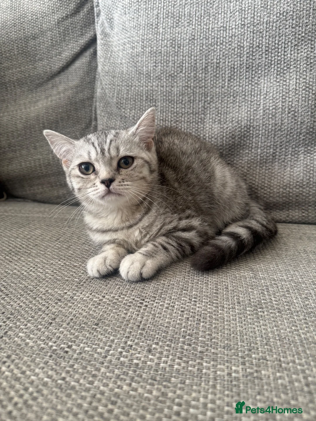 British Shorthair cats for sale: One GCCF BSH girl ready to leave  - Advert 5
