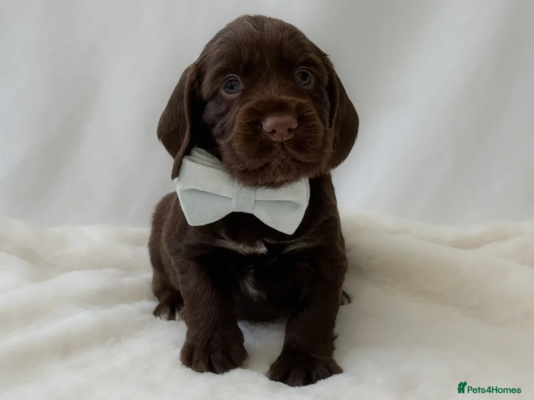 Cocker Spaniel dogs for sale: KC Working Cocker Spaniel Puppies - Health Tested  - Advert 9