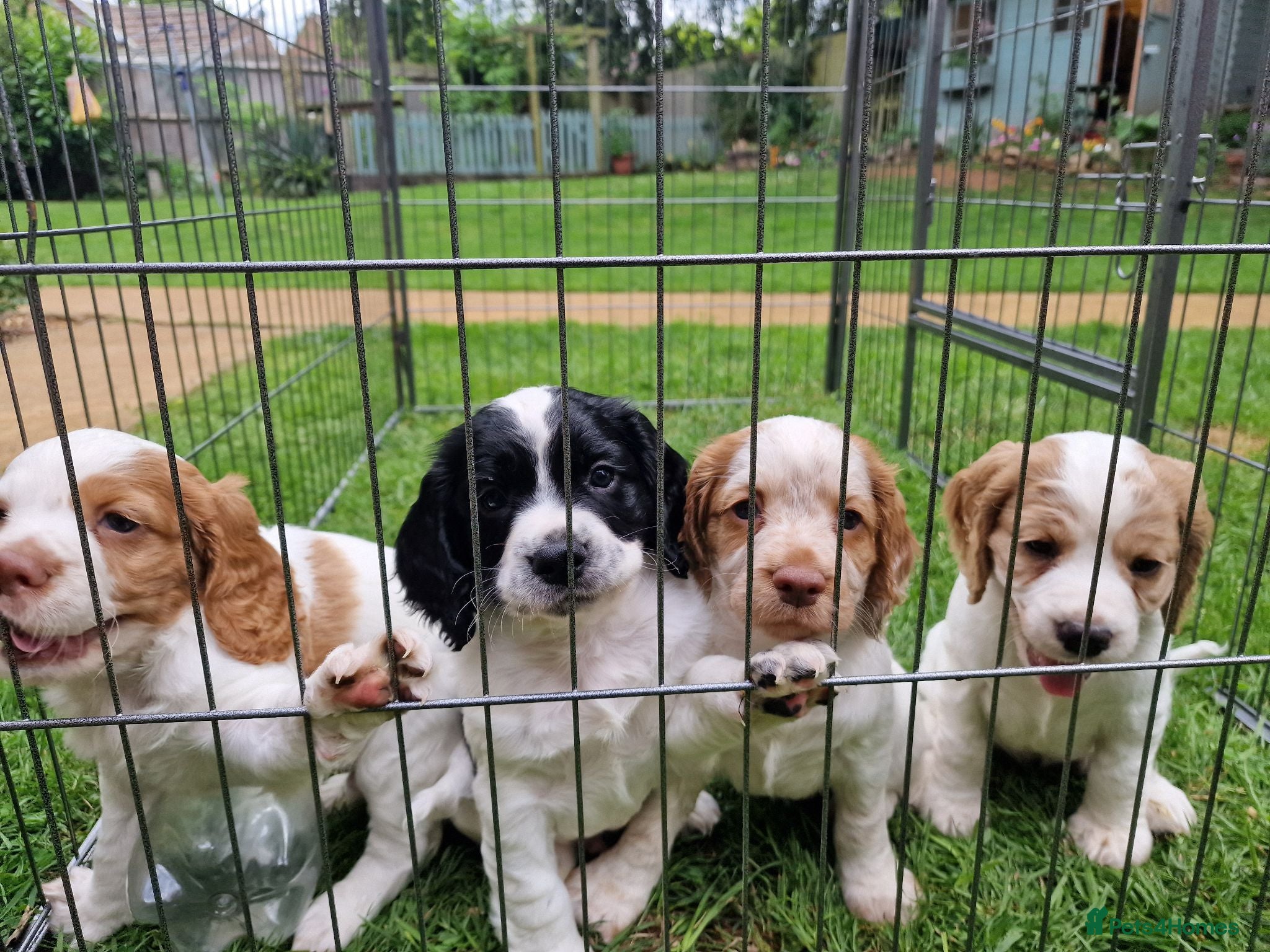 Cocker Spaniel dogs Quality litter of kc registered cocker spaniel  - Advert 2