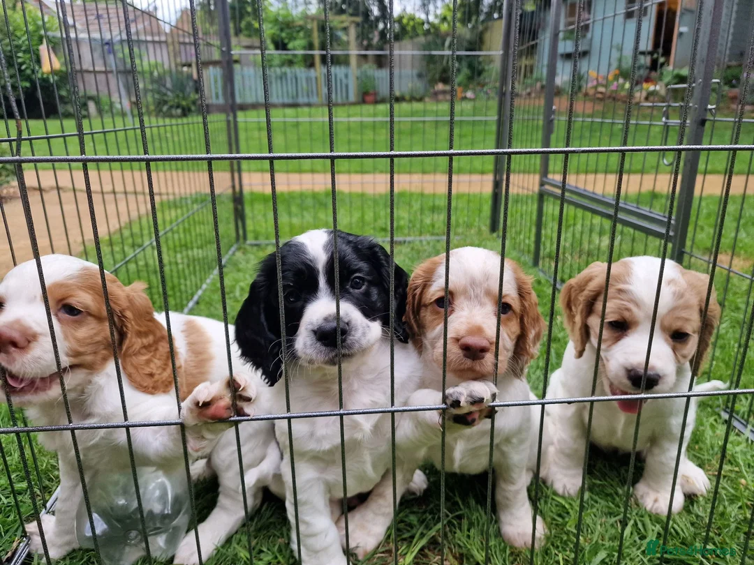 Cocker Spaniel dogs for sale: Quality litter of kc registered cocker spaniel  - Advert 2
