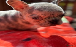 French Bulldog dogs for sale: Adorable French Bulldogs - Image 30