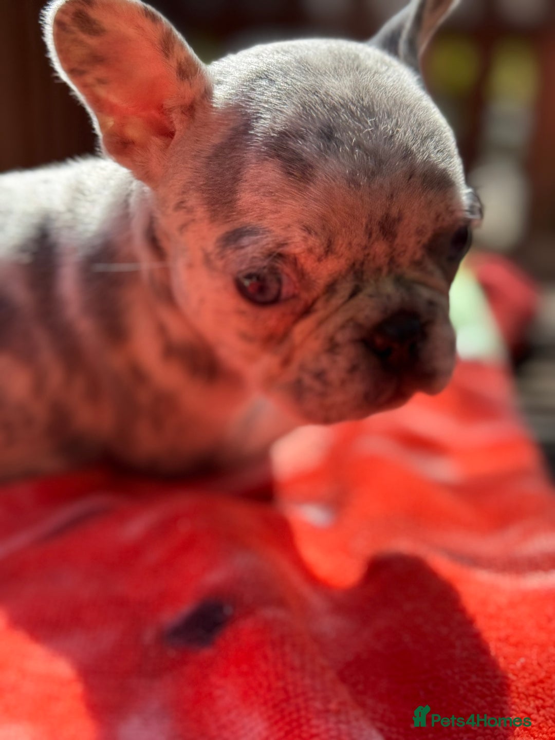 French Bulldog dogs for sale: Adorable French Bulldogs - Image 30