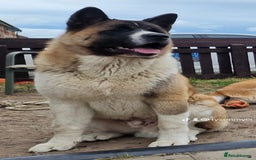 Akita dogs for sale: ✨🐕 Akita Brothers Seeking Their Forever Homes! 🐕 - Image 3
