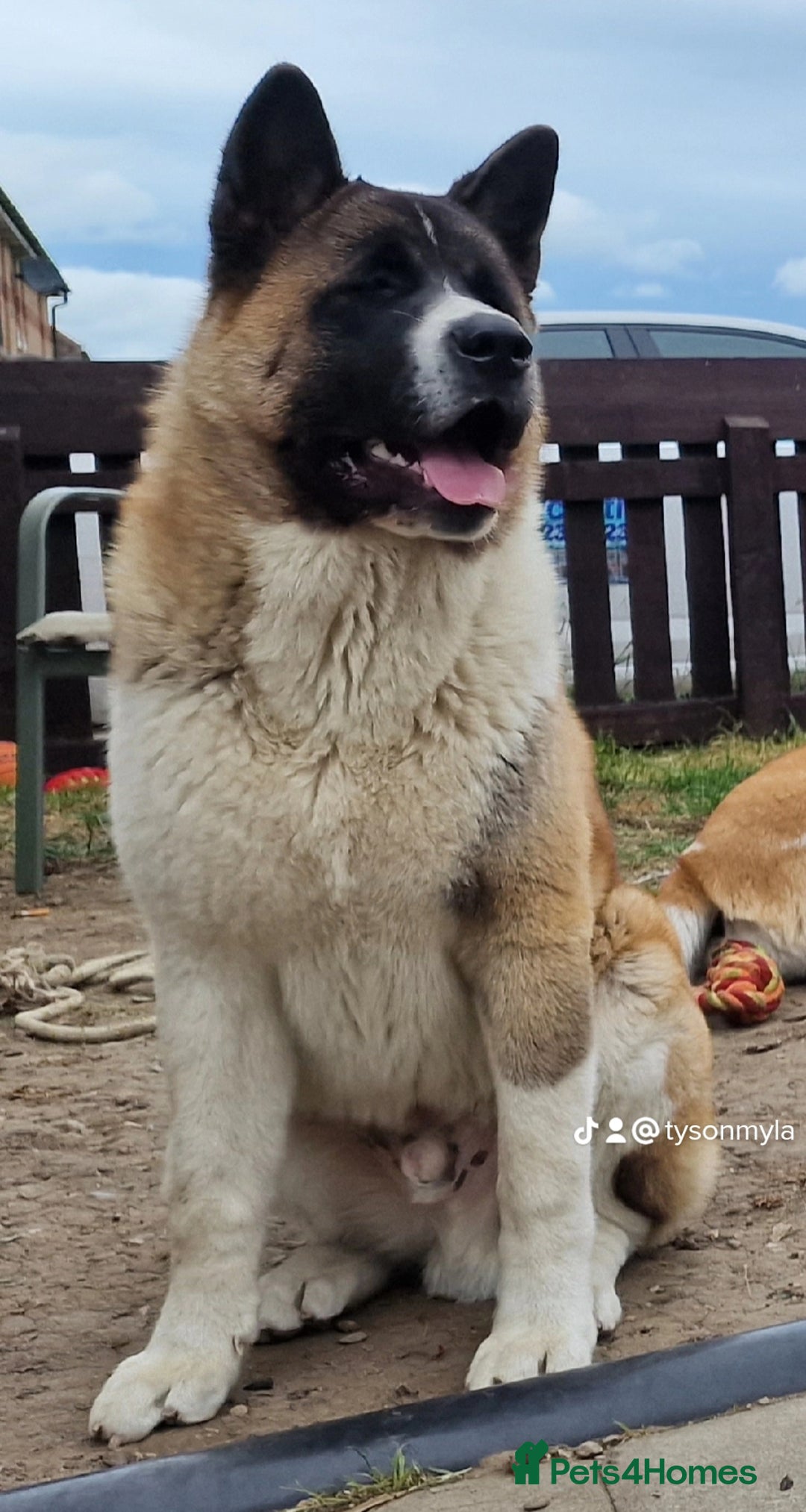 Akita dogs for sale: ✨🐕 Akita Brothers Seeking Their Forever Homes! 🐕 - Image 3