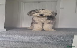 Sheepadoodle dogs for sale: Sheepadoodle puppies F1 - Image 10