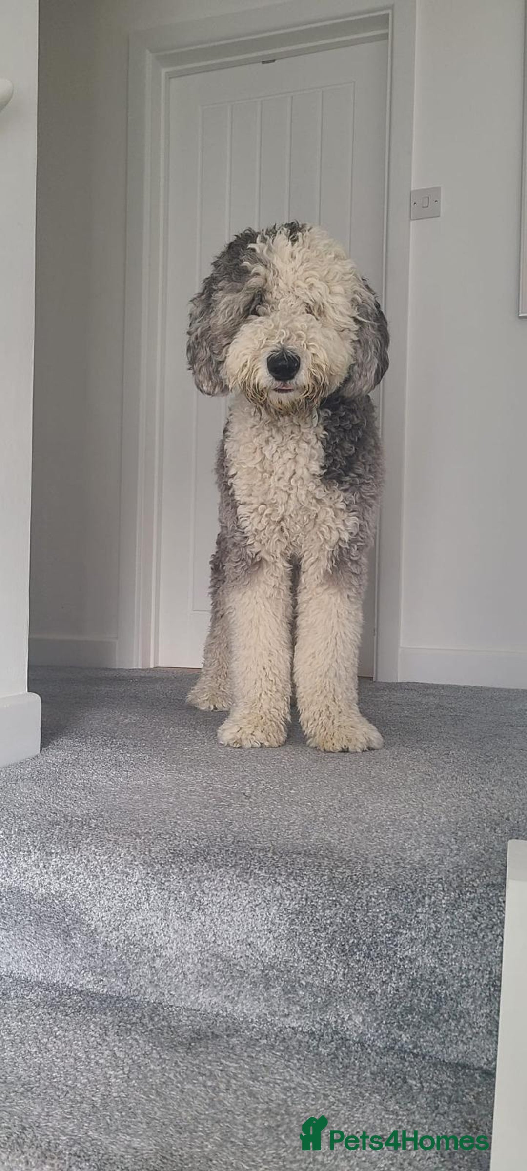 Sheepadoodle dogs for sale: Sheepadoodle puppies F1 - Image 10