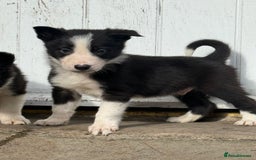 Border Collie dogs for sale: 3 gorgeous border collie puppies  - Image 3