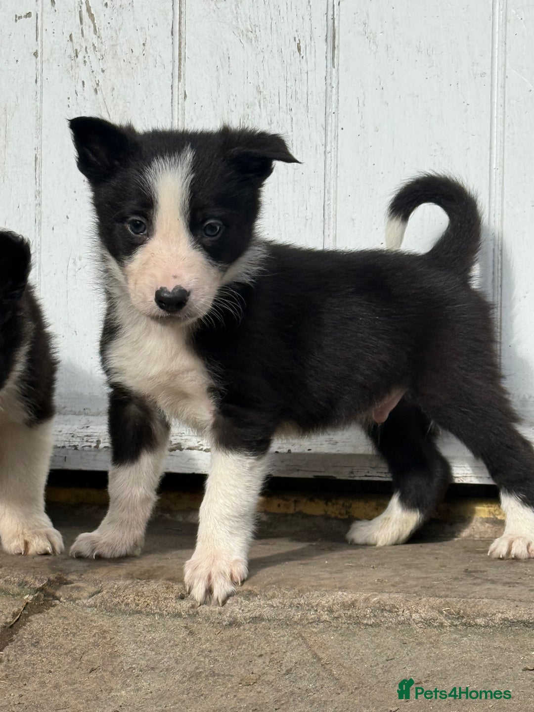 Border Collie dogs for sale: 3 gorgeous border collie puppies  - Image 3