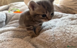 Maine Coon cats for sale: 4 gorgeous girl cats  - Image 5