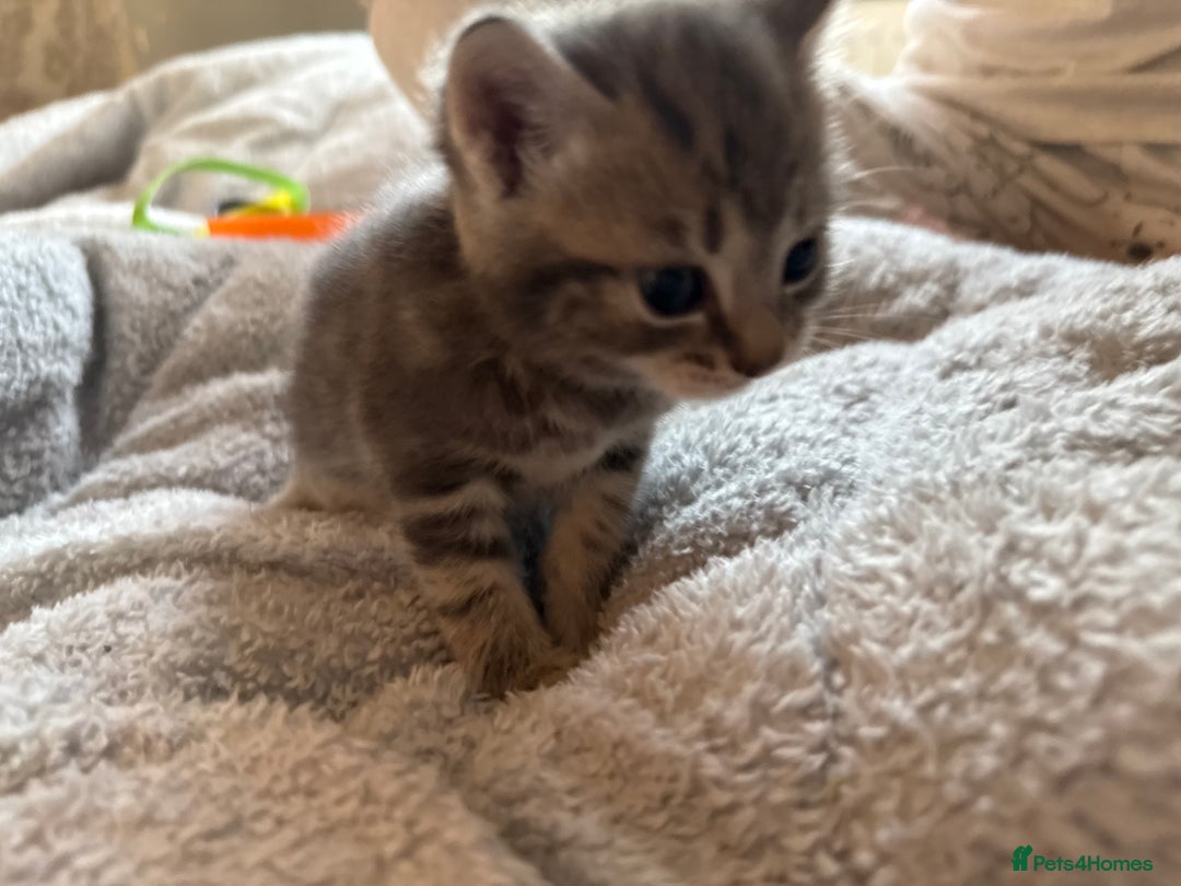 Maine Coon cats for sale: 4 gorgeous girl cats  - Image 5
