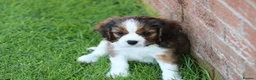 Mixed Breed dogs for sale: Playful Pugalier puppies for sale!  - Advert 6