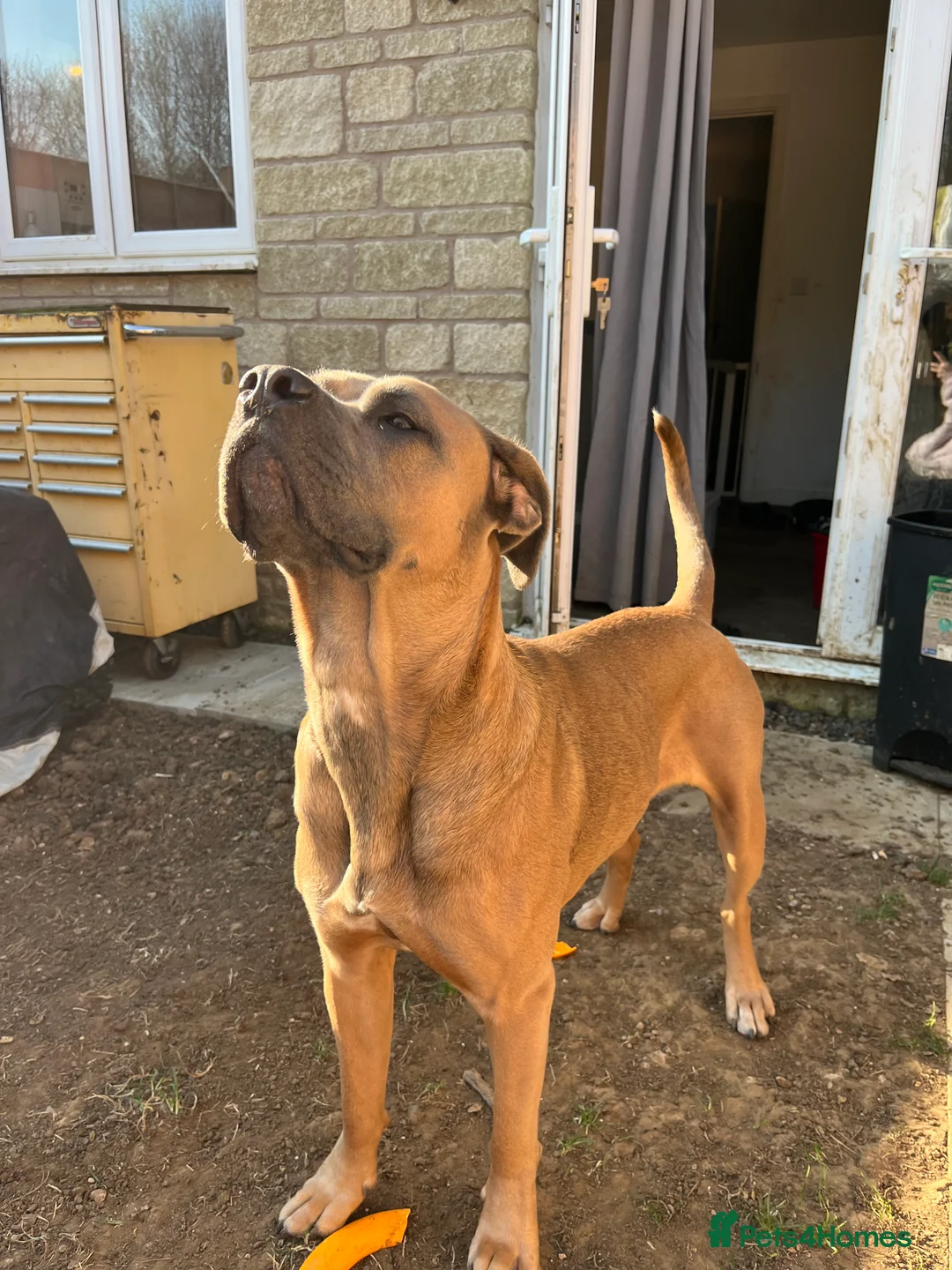 Cane Corso dogs for sale: Cane corso for rehoming - Advert 5