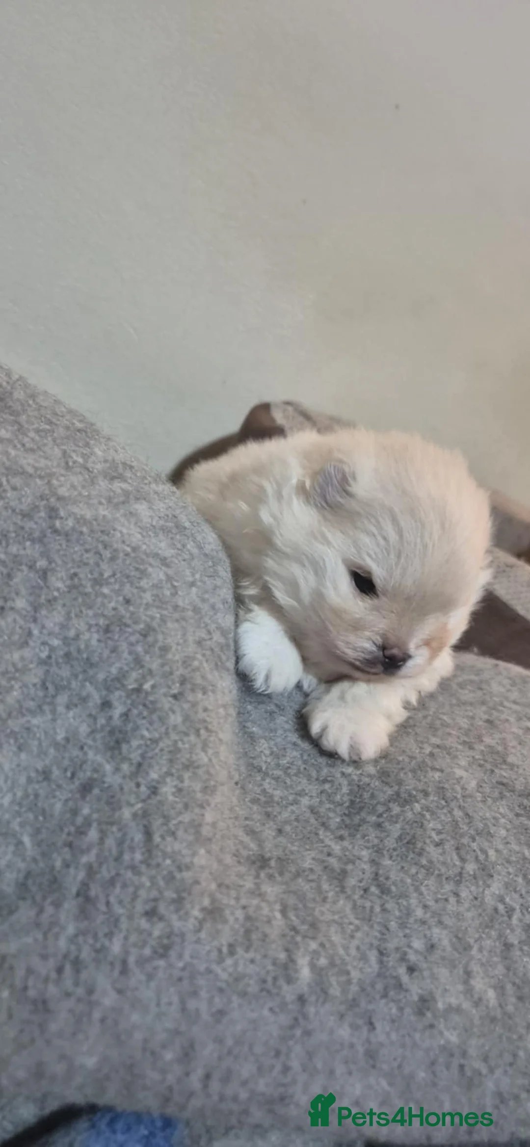 Pomeranian dogs for sale: Tiny Pomeranian girl based in Boston area - Advert 3