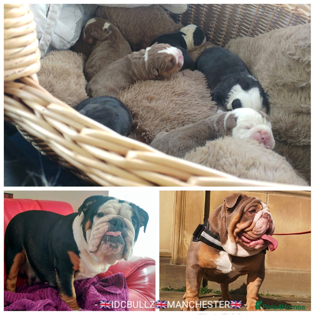 English Bulldog dogs for stud: Freddie Lilac tri stud in Manchester - Advert 5