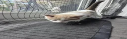 Mixed Breed cats for sale: 4 Beautiful Kittens Looking for Loving Homes - Advert 3