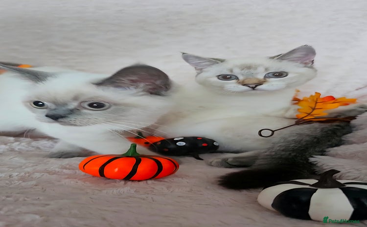 Scottish Fold cats - Advert 1