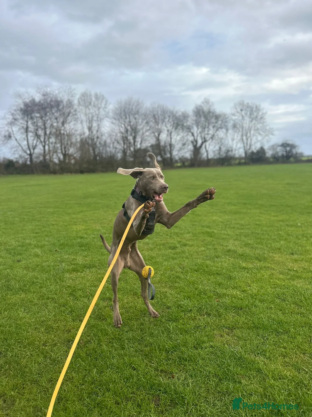 Weimaraner dogs for sale: 11 month old Weimaraner male  - Advert 2