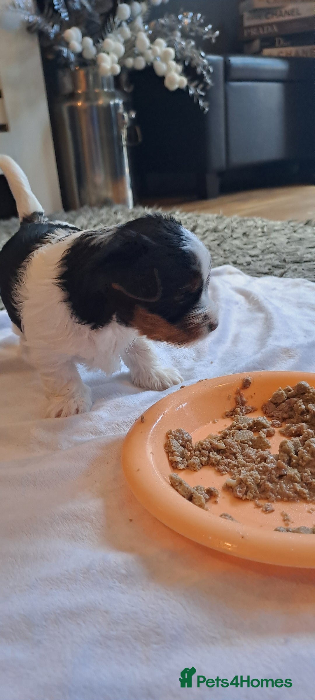 Yorkshire Terrier dogs for sale: Beautiful Biewer Yorkshire pups*LASTBOY Readynow* in Andover - Image 31