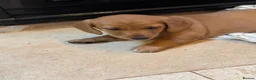 Mixed Breed dogs for sale: Dachsador in Wellington - Advert 9