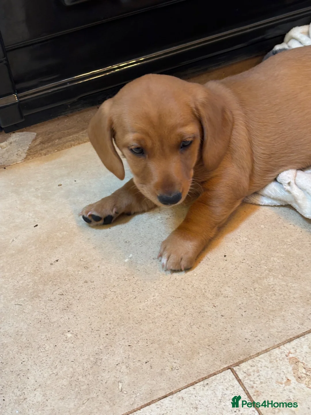 Mixed Breed dogs for sale: Dachsador in Wellington - Advert 9