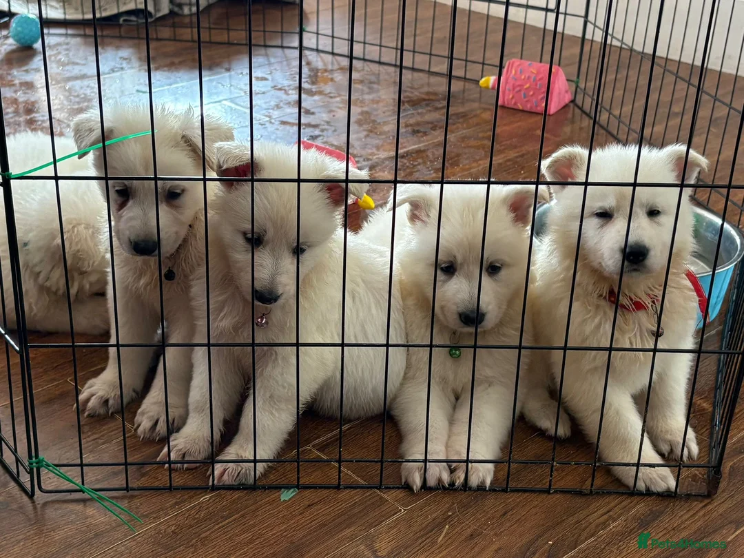 White Swiss Shepherd dogs for sale: Gorgeous white swiss shepherd puppies  - Advert 2