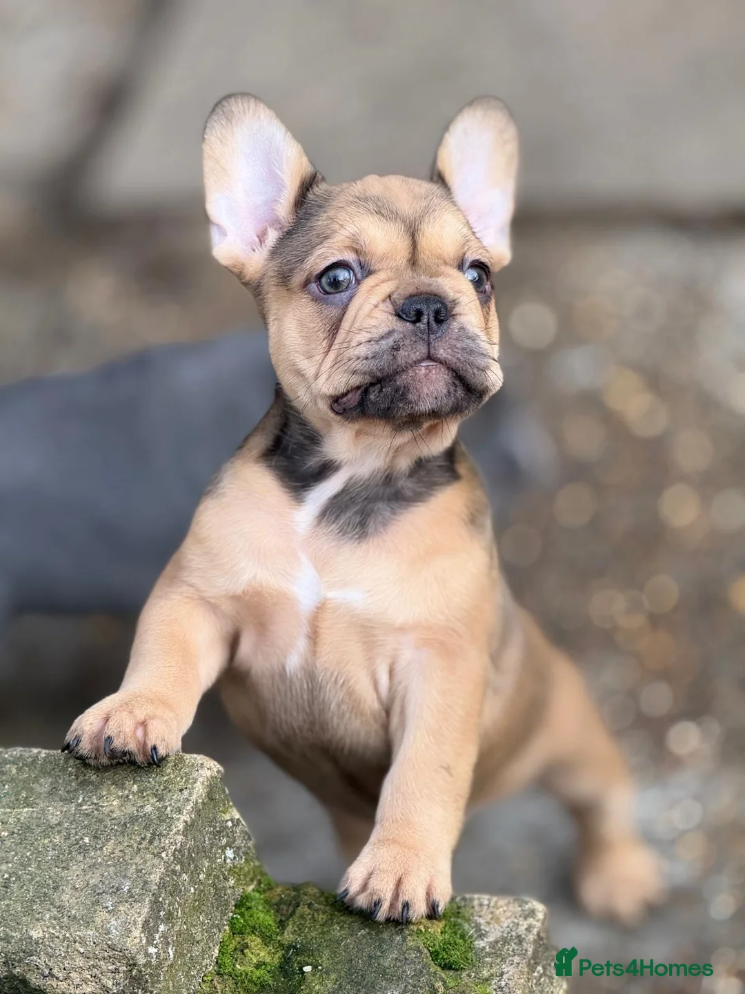 French Bulldog dogs for sale: Frenchies fluffy  in Hounslow - Advert 10