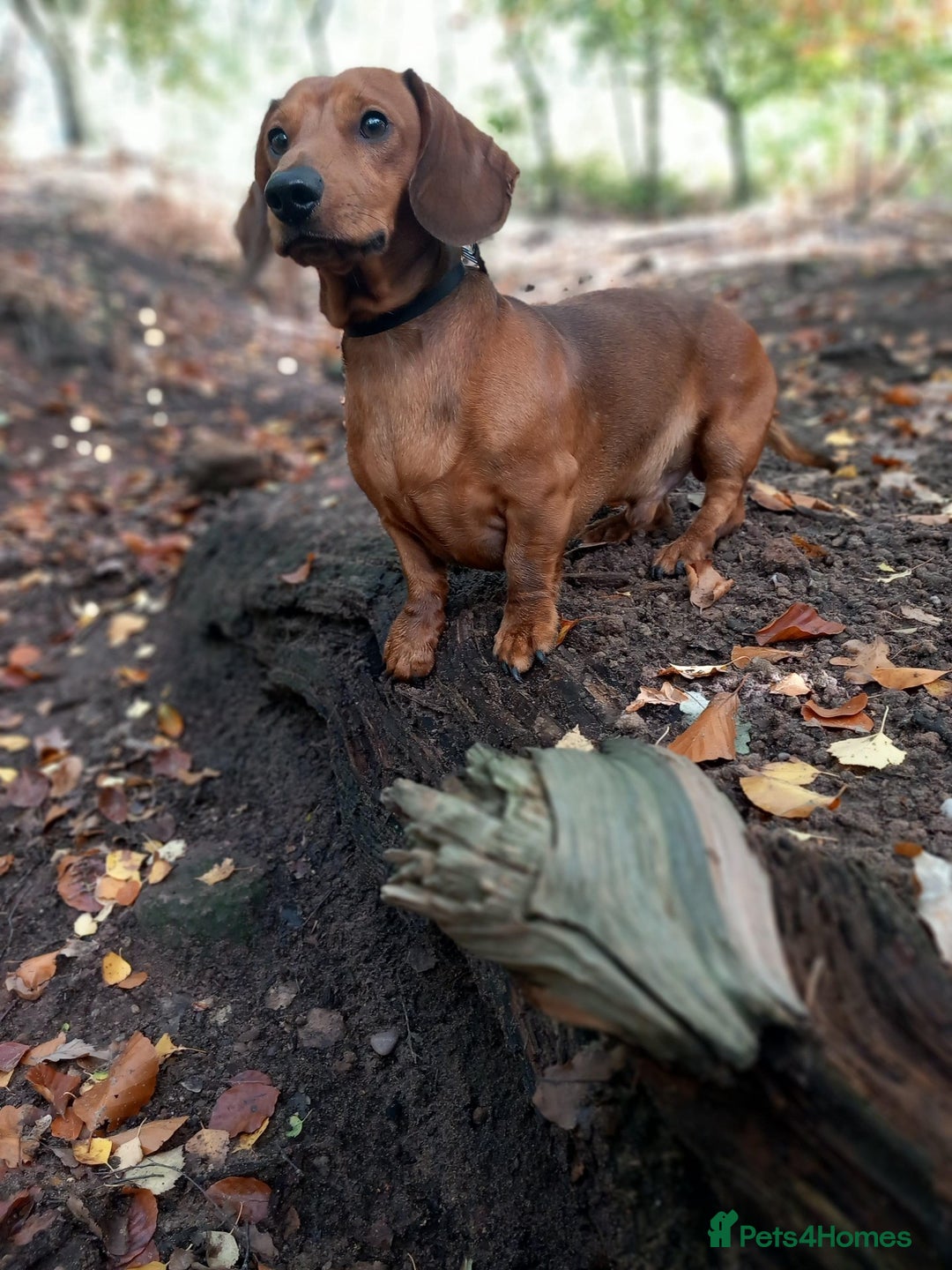 Dachshund dogs for stud: Beautiful Red Dachshund for Stud ONLY - Image 2