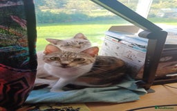 Mixed Breed cats for sale: Male kitten - Image 2