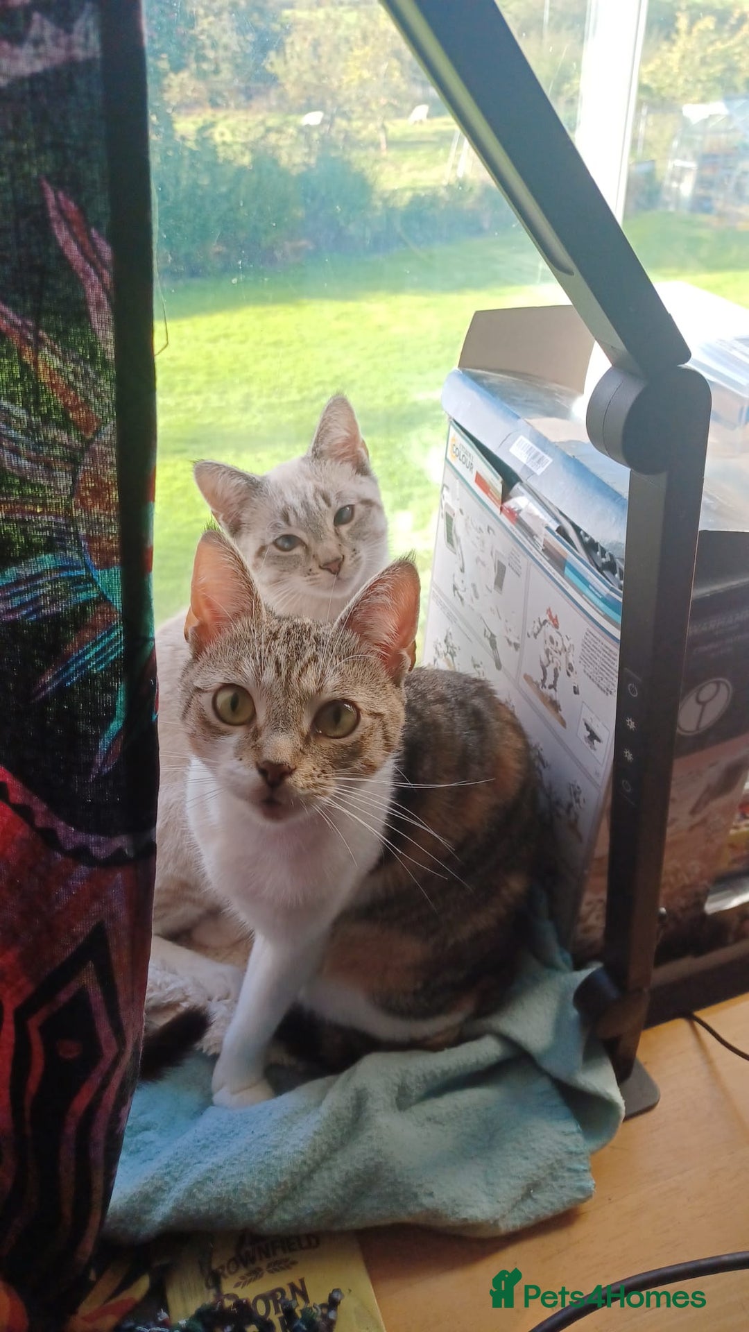 Mixed Breed cats for sale: Male kitten - Image 2