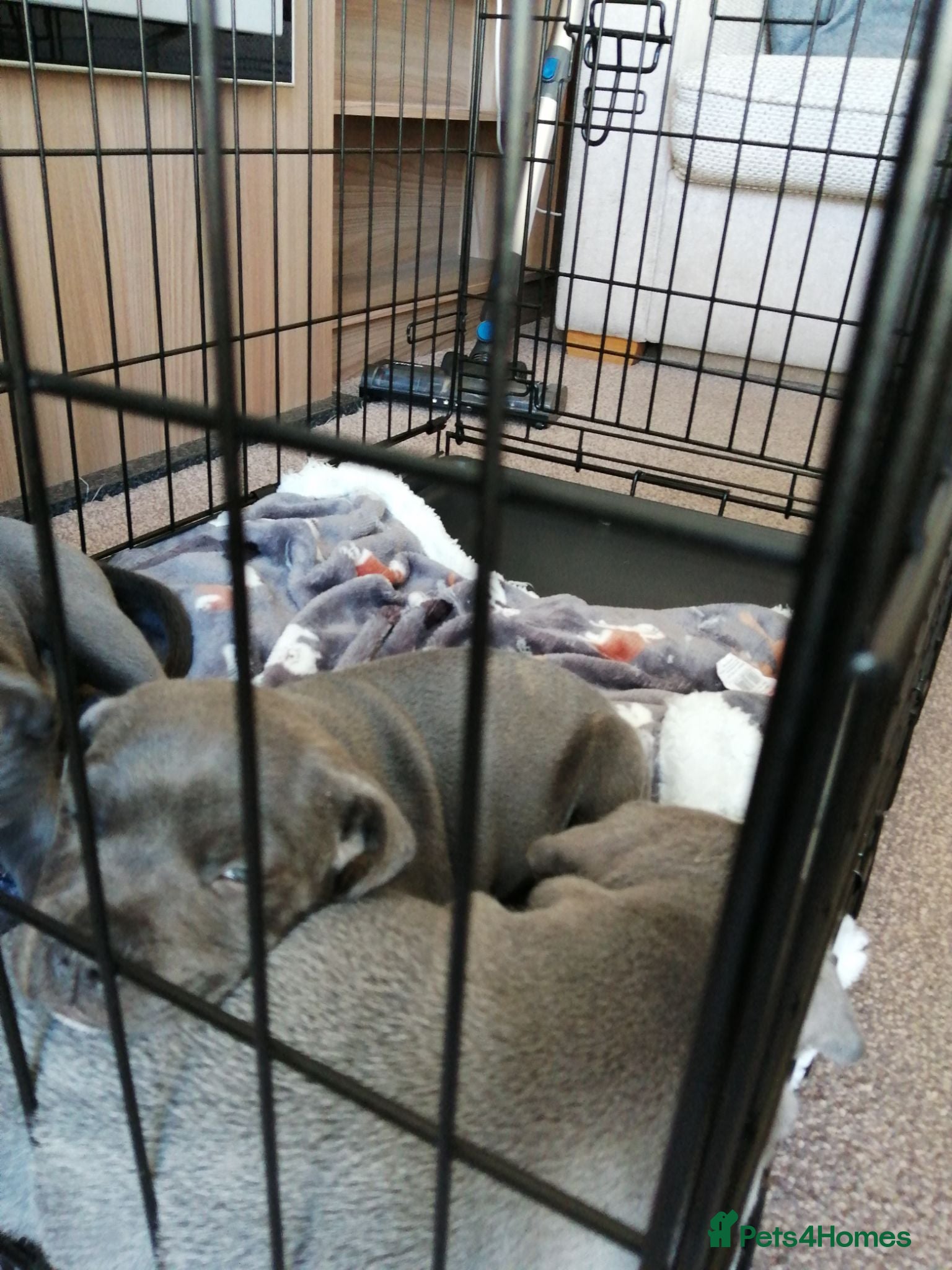 Staffordshire Bull Terrier dogs 3 Blue Staffordshire Bull Terrier males for sale - Advert 8