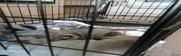 Staffordshire Bull Terrier dogs for sale: 3 Blue Staffordshire Bull Terrier males for sale in Preston - Advert 2