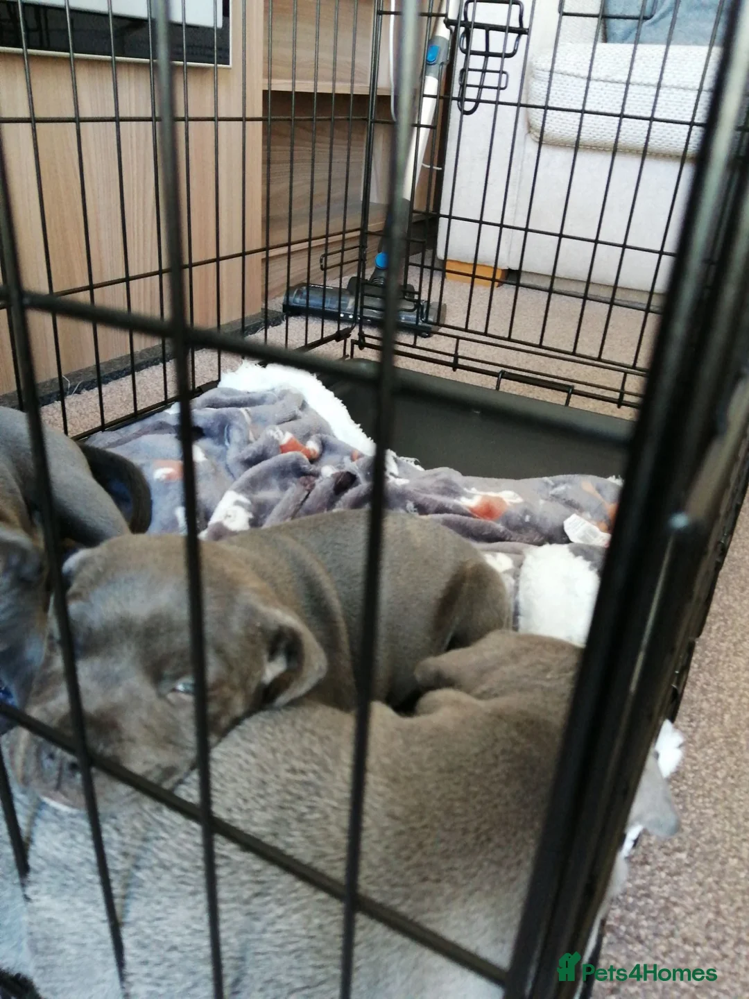 Staffordshire Bull Terrier dogs for sale: 3 Blue Staffordshire Bull Terrier males for sale in Preston - Advert 2