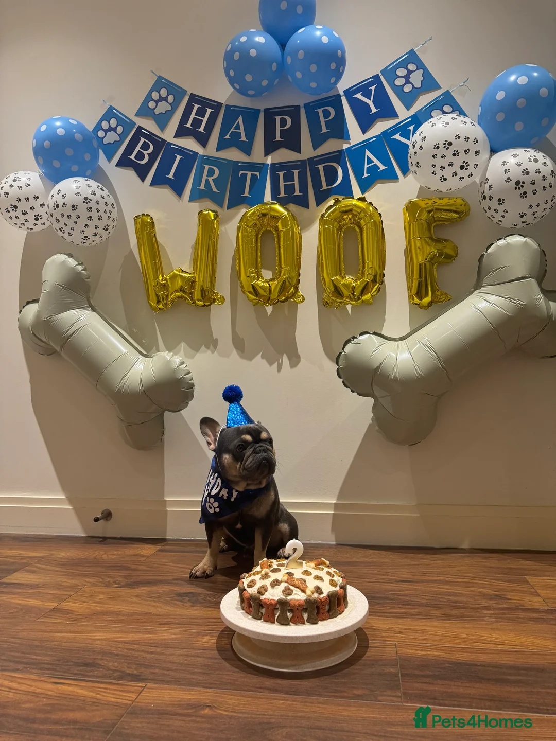 French Bulldog dogs for sale: Looking for a Loving Home for Stitch  - Advert 2