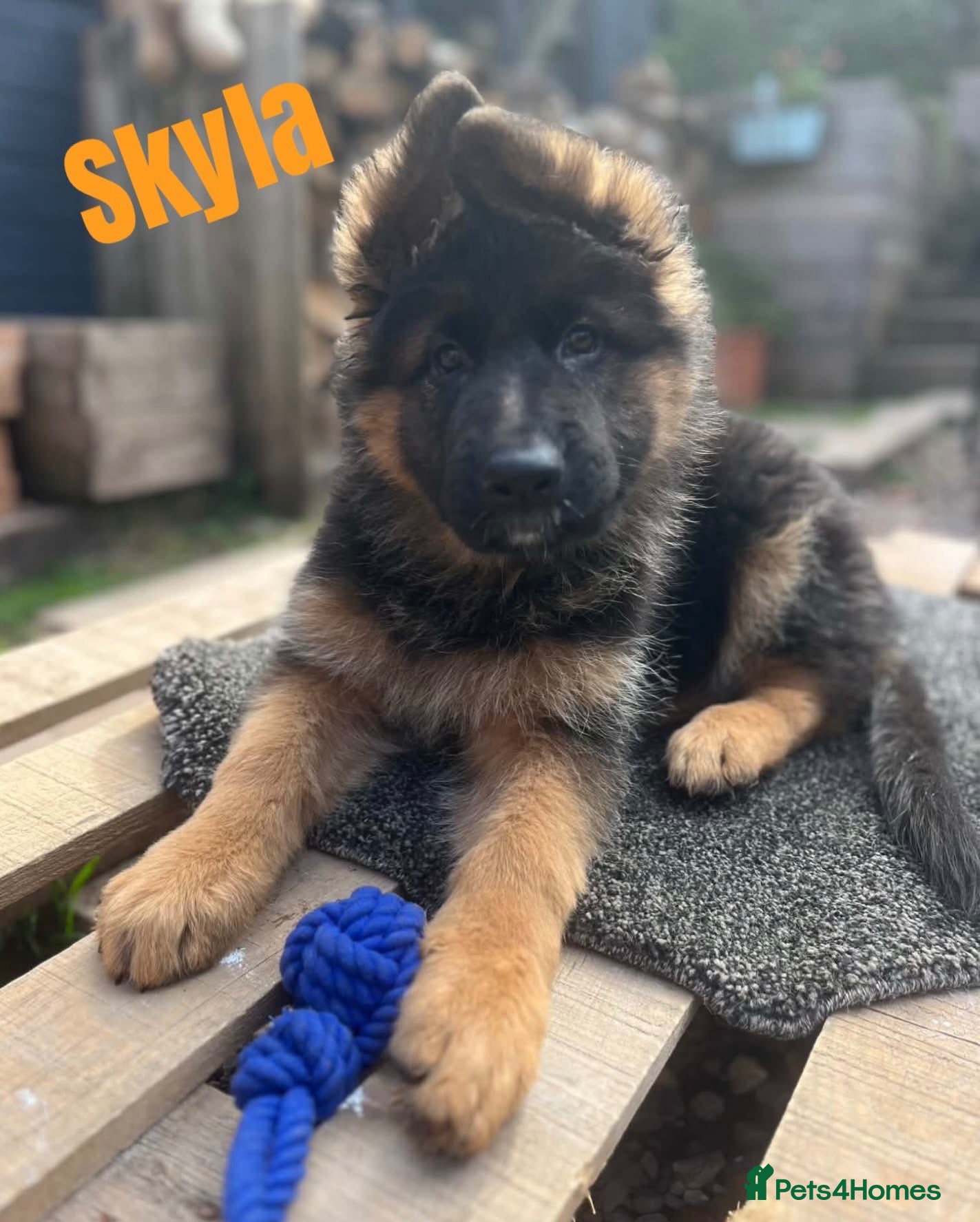 German Shepherd dogs Stunning GSD puppies for sale  - Advert 6